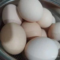 تخم نطفه دار|حیوانات مزرعه|کرمانشاه, |دیوار