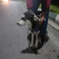 فروش سگ دورگه هاسکی|سگ|رشت, قاسمیه|دیوار