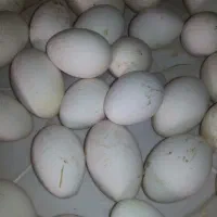 تخم غاز