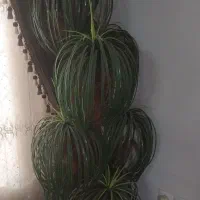 درختچه نخل بزرگ ۷ تایی با گلدان بزرگ خودش