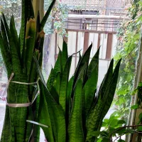 گلهای آپارتمانیگ|گل و گیاه طبیعی|سبزوار, امام خمینی (ناوی)|دیوار