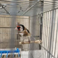 سهره سیاه سر نر