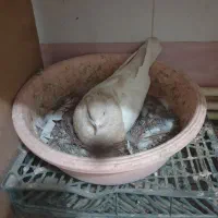 کبوتر  کله زر ارکح خالدار|پرنده|بناب, |دیوار