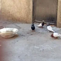 کبوتر سینه ای کله دم.فروشی