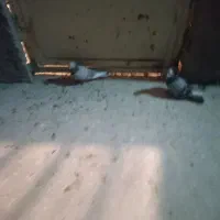 جوجه تهرونی|پرنده|خمینی‌شهر, |دیوار