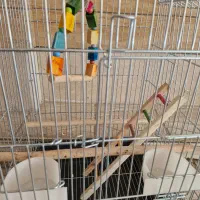 قفس پرنده|لوازم جانبی حیوانات|اصفهان, ملک‌شهر|دیوار
