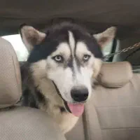 فروش سگ هاسکی فوری