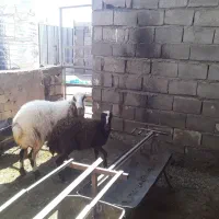 میش و بره ماده