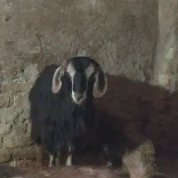 ۴ عدد بز|حیوانات مزرعه|سجاس رود, |دیوار