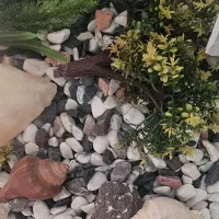 آکواریم کاملا سالم و تمیز|ماهی|تهران, گلستان (شهرک راه آهن)|دیوار