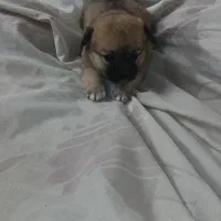 توله سگ میکس