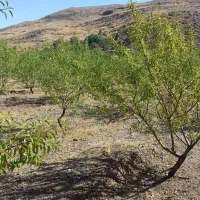 باغ ۲۰۰۰ متری در منطقه خوش آبوهوای سیوان