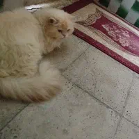 پرشین هیمالین نر عقیم شده|گربه|کرج, گلشهر|دیوار