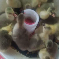 جوجه غاز محلی