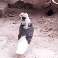 کبوتر|پرنده|چگنی, |دیوار