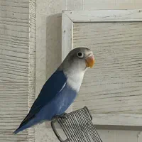 طوطی کوتوله برزیلی