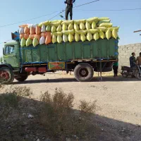 خار شتر سبز تمام ویتامین برای گوسفند بز شتر گاو|لوازم جانبی حیوانات|یزد, |دیوار