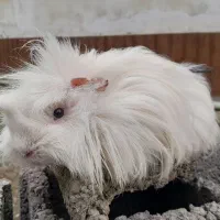 خوکچه هندی|موش و خرگوش|تولم شهر, |دیوار