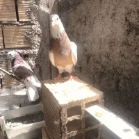 ماده طوقی سرکه ایی