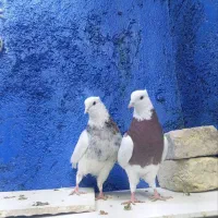 طوقی  دم سفید  کلاغ