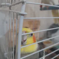 عروس هلندی|پرنده|رشت, پاره بیجار|دیوار