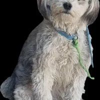 فروش سگ باهوش با ادب|سگ|شیراز, شهرک ولیعصر|دیوار