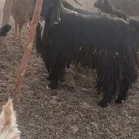 دو عدد نر بز جوان