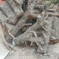 فروش چوب کنار
