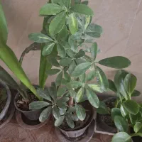 گل های آپارتمانی