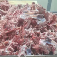 اسکلت گردن