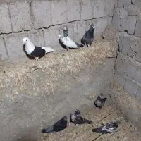 کبوتر|پرنده|قشم, |دیوار