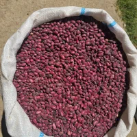 لوبیا قرمز محلی بشرط|خوردنی و آشامیدنی|شیراز, قدوسی شرقی|دیوار
