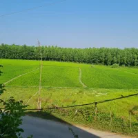 زمین باغی ۱۸۰۰۰ متری رضوانشهر