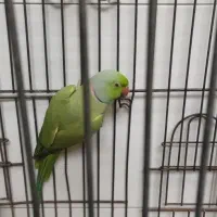 طوطی ملنگو نر و ماده با قفس