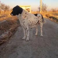 سگ لاس ماده قهدرجانی