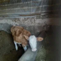 گاو و گوساله|حیوانات مزرعه|چهاربرج, |دیوار