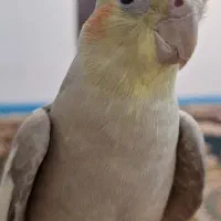 عروس هلندی گم شده