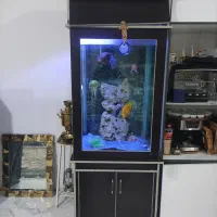 اکواریوم اب شیرین|ماهی|فردیس, فرامرزیه|دیوار