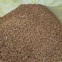 گندم سالار مادری