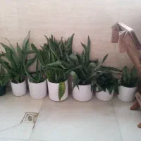 گل سانسوریا پاکوتاه