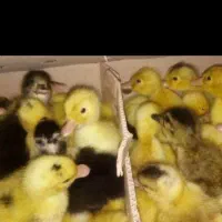 جوجه مرغ  اردک. غاز|حیوانات مزرعه|تربت‌حیدریه, ۴۵ متری|دیوار