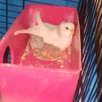 مرغ عشق مولد با جوجه