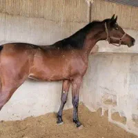 نریان کره کنز البدایر