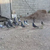 کبوتر قارقا