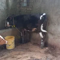 ۲راس گوساله تلیسه