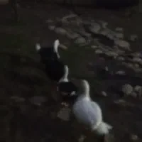 چهار عدد اسرائیلی