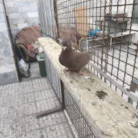 فروش 25عدد زاغ آبادانی قیمت مناسب|پرنده|شاهین‌شهر, فردوسی|دیوار