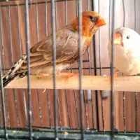 فنچ اورنج برست مولد