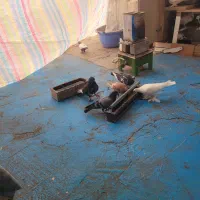 کودکبوتر|حراج|تبریز, |دیوار