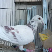 کبوتر مسافتی پرشی المانی